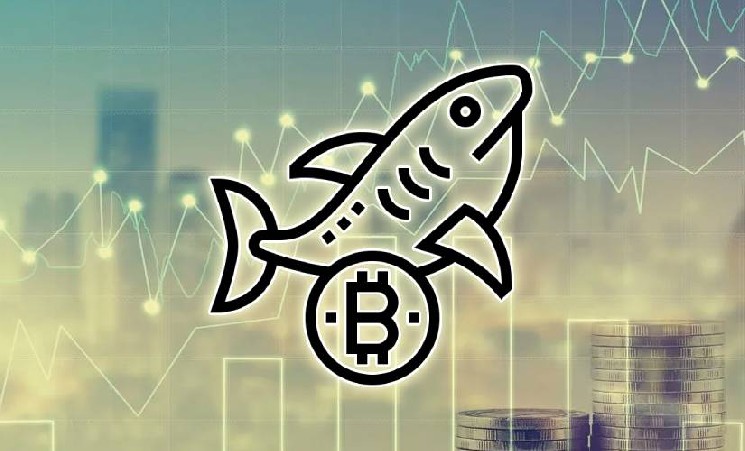 Акулы рынка приобрели более 65 тыс. BTC за последнюю неделю — Крипто Новости