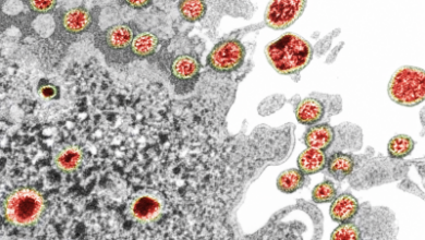 Virus Coruna: владельцы старых iPhone могут потерять криптовалюту — Крипто Новости