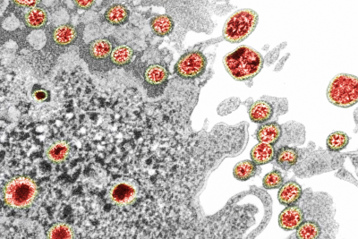 Virus Coruna: владельцы старых iPhone могут потерять криптовалюту — Крипто Новости